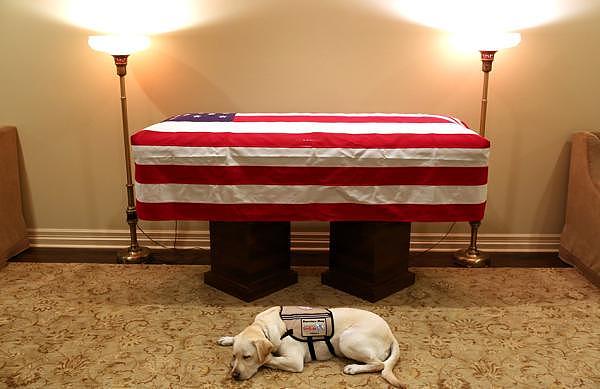 “忠犬”萨利默默守护老布什灵柩，温情一幕感动美国民众