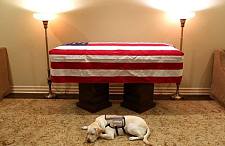 “忠犬”萨利默默守护老布什灵柩，温情一幕感动美国民众（图）