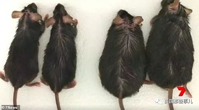 只吃不胖的神奇药片，科学家们已经在老鼠身上做出来了！（组图） - 2