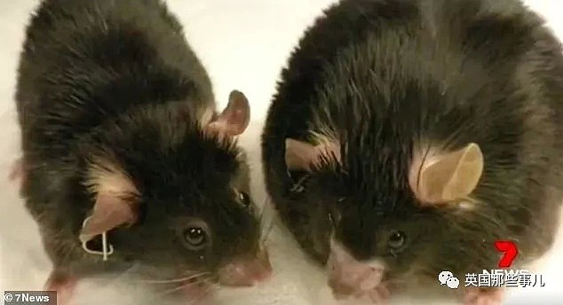 只吃不胖的神奇药片，科学家们已经在老鼠身上做出来了！（组图） - 3