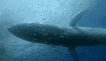 痛心！145头鲸鱼集体自杀，背后残忍真相让人心疼，无知的人类终将付出代价···（视频/组图） - 1