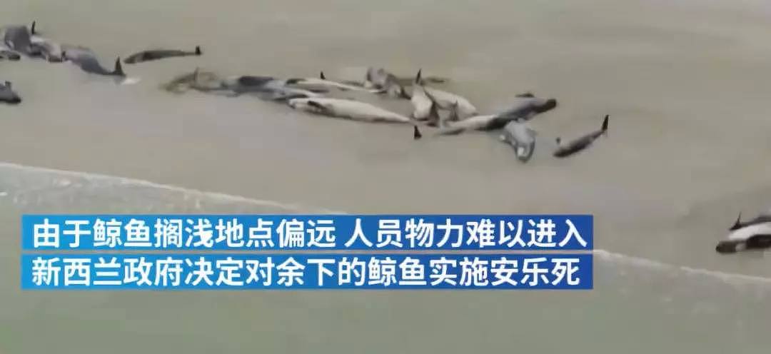 痛心！145头鲸鱼集体自杀，背后残忍真相让人心疼，无知的人类终将付出代价···（视频/组图） - 3