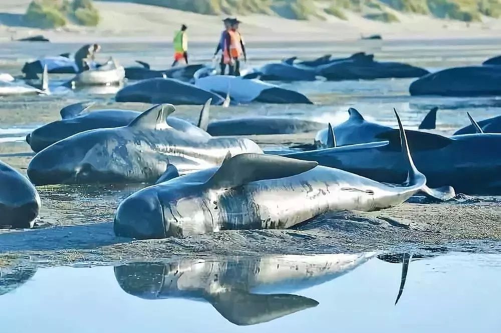 痛心！145头鲸鱼集体自杀，背后残忍真相让人心疼，无知的人类终将付出代价···（视频/组图） - 5