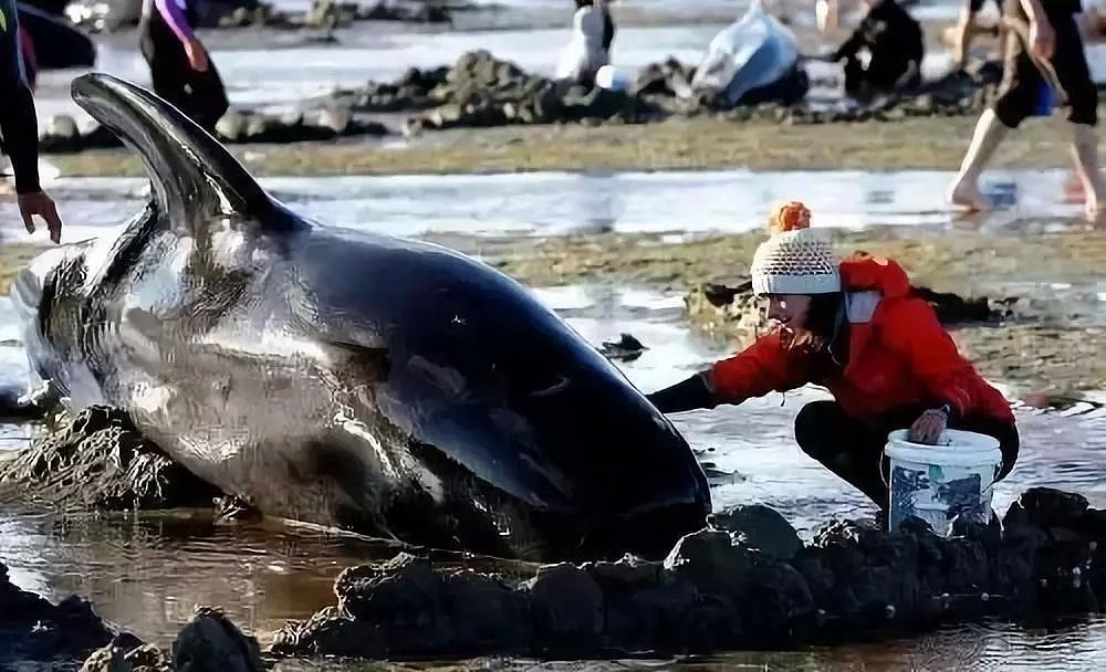 痛心！145头鲸鱼集体自杀，背后残忍真相让人心疼，无知的人类终将付出代价···（视频/组图） - 6