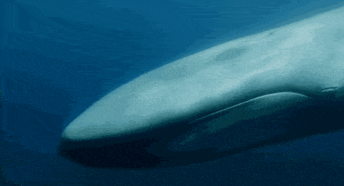痛心！145头鲸鱼集体自杀，背后残忍真相让人心疼，无知的人类终将付出代价···（视频/组图） - 9