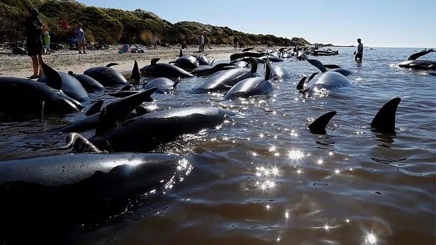痛心！145头鲸鱼集体自杀，背后残忍真相让人心疼，无知的人类终将付出代价···（视频/组图） - 10