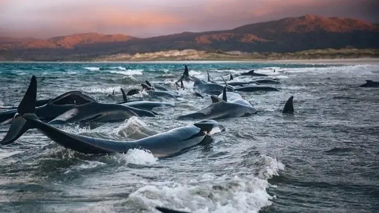 痛心！145头鲸鱼集体自杀，背后残忍真相让人心疼，无知的人类终将付出代价···（视频/组图） - 29
