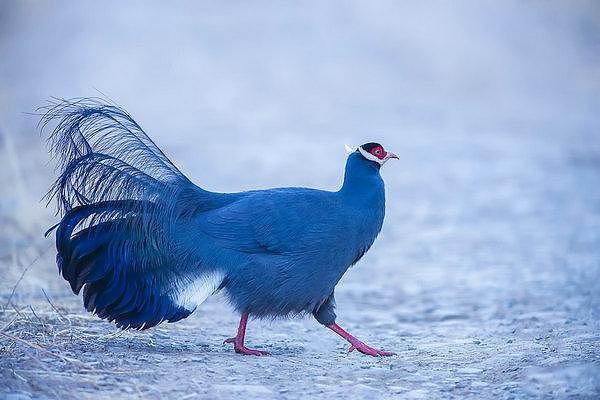 最美的鸡，堪称蓝色妖姬！