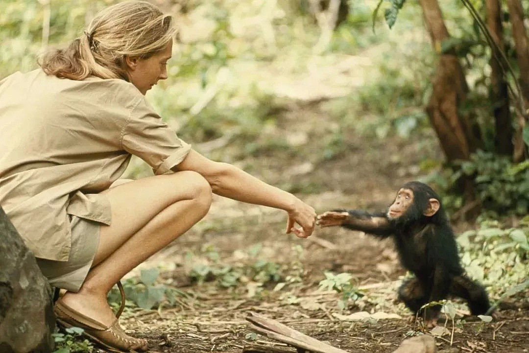她是小李子的女神，《国家地理》最传奇的封面女郎！曾和黑猩猩共度38年，84岁仍在为拯救地球而战！ - 1
