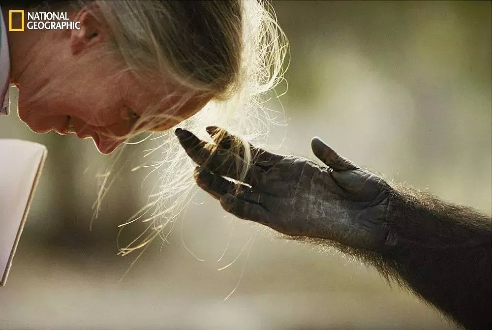 她是小李子的女神，《国家地理》最传奇的封面女郎！曾和黑猩猩共度38年，84岁仍在为拯救地球而战！ - 5