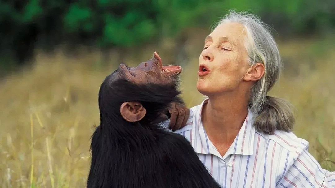 她是小李子的女神，《国家地理》最传奇的封面女郎！曾和黑猩猩共度38年，84岁仍在为拯救地球而战！ - 6