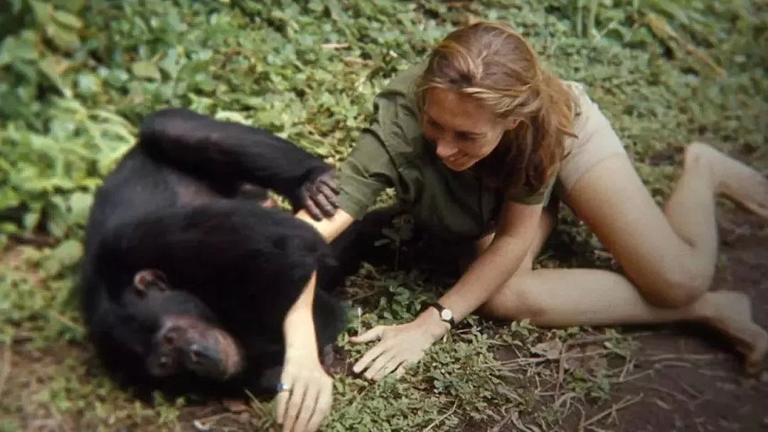 她是小李子的女神，《国家地理》最传奇的封面女郎！曾和黑猩猩共度38年，84岁仍在为拯救地球而战！ - 7