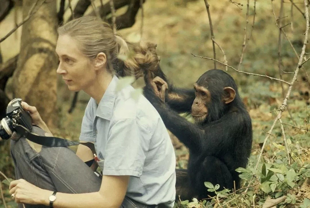 她是小李子的女神，《国家地理》最传奇的封面女郎！曾和黑猩猩共度38年，84岁仍在为拯救地球而战！ - 8