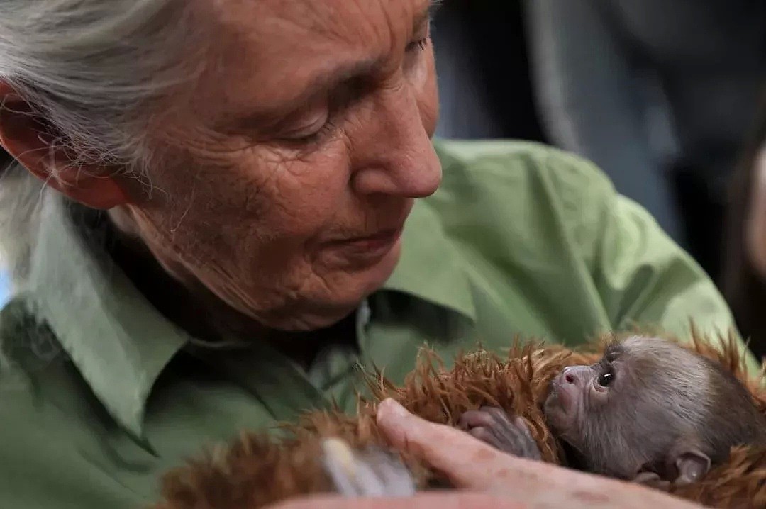 她是小李子的女神，《国家地理》最传奇的封面女郎！曾和黑猩猩共度38年，84岁仍在为拯救地球而战！ - 9