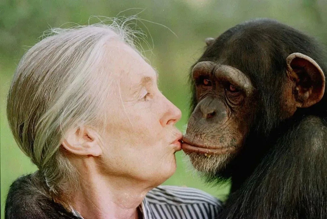她是小李子的女神，《国家地理》最传奇的封面女郎！曾和黑猩猩共度38年，84岁仍在为拯救地球而战！ - 10