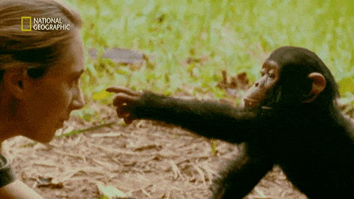 她是小李子的女神，《国家地理》最传奇的封面女郎！曾和黑猩猩共度38年，84岁仍在为拯救地球而战！ - 12