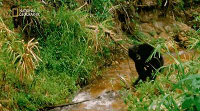 她是小李子的女神，《国家地理》最传奇的封面女郎！曾和黑猩猩共度38年，84岁仍在为拯救地球而战！ - 26