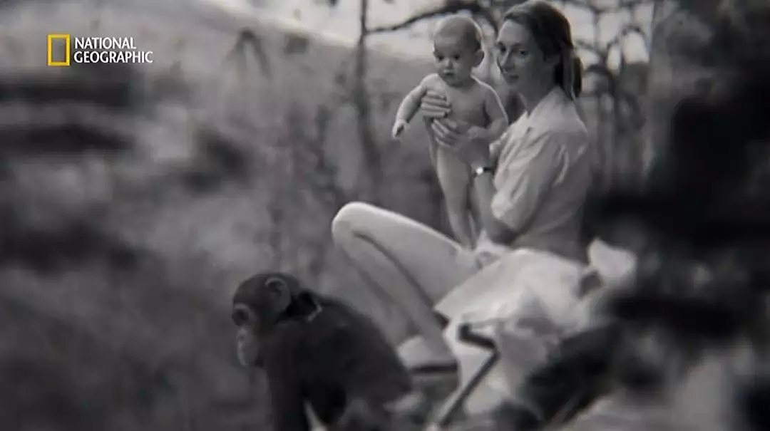 她是小李子的女神，《国家地理》最传奇的封面女郎！曾和黑猩猩共度38年，84岁仍在为拯救地球而战！ - 53