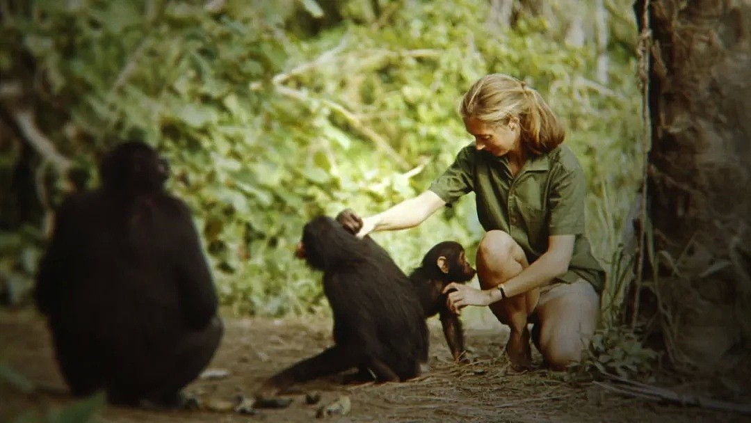 她是小李子的女神，《国家地理》最传奇的封面女郎！曾和黑猩猩共度38年，84岁仍在为拯救地球而战！ - 57