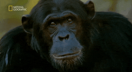 她是小李子的女神，《国家地理》最传奇的封面女郎！曾和黑猩猩共度38年，84岁仍在为拯救地球而战！ - 62