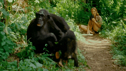 她是小李子的女神，《国家地理》最传奇的封面女郎！曾和黑猩猩共度38年，84岁仍在为拯救地球而战！ - 63