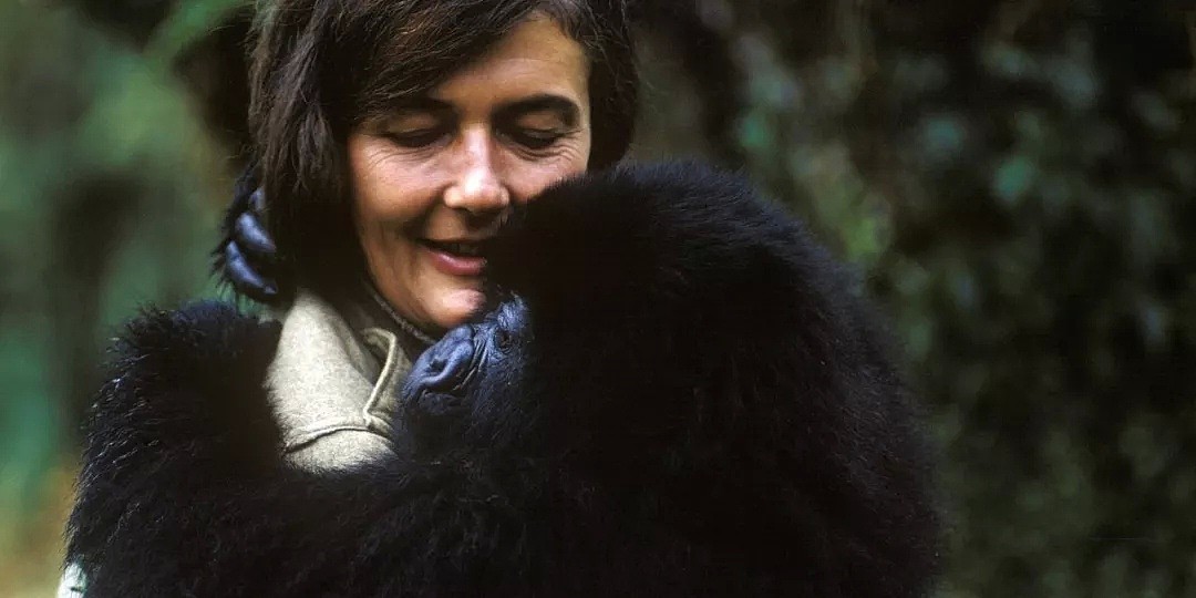 她是小李子的女神，《国家地理》最传奇的封面女郎！曾和黑猩猩共度38年，84岁仍在为拯救地球而战！ - 66