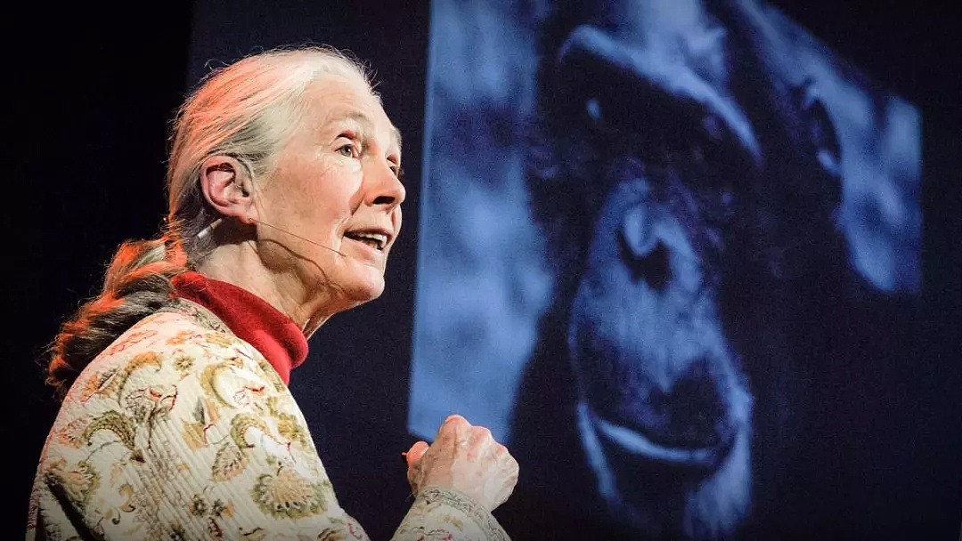 她是小李子的女神，《国家地理》最传奇的封面女郎！曾和黑猩猩共度38年，84岁仍在为拯救地球而战！ - 71