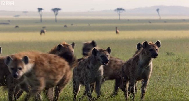 雄狮遭20多只鬣狗围攻 绝望时好友救驾（视频/图） - 1