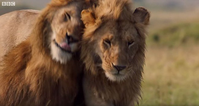 雄狮遭20多只鬣狗围攻 绝望时好友救驾（视频/图） - 2