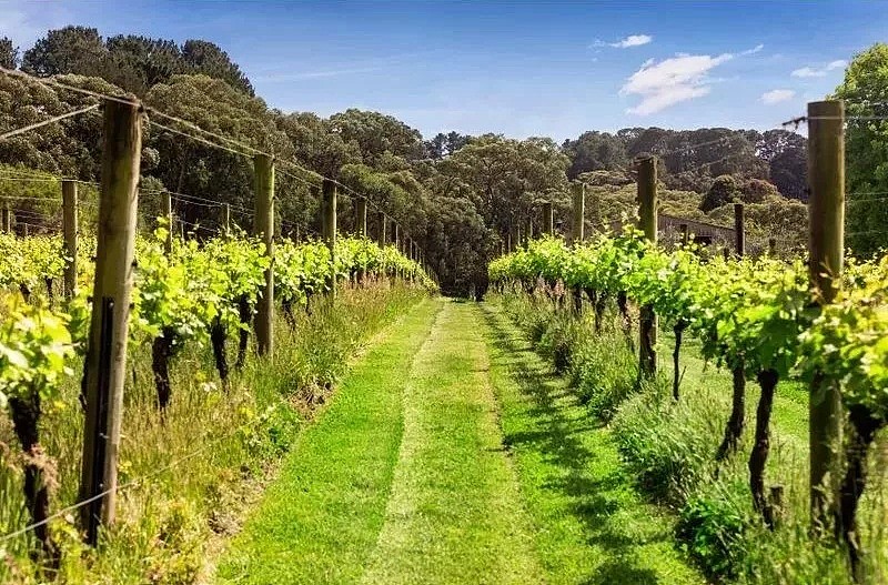 莫宁顿半岛上的葡萄酒庄园，这是否是你梦想中的田园牧歌？ - 2