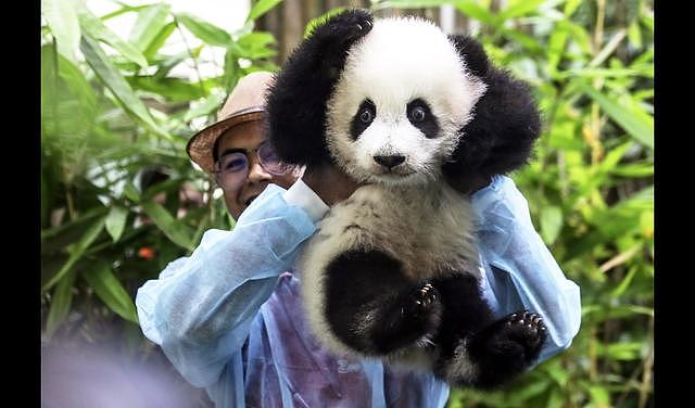 养不起！马来西亚部长称将把2只大熊猫提前送还中国