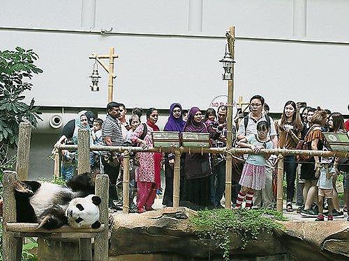 养不起！马来西亚部长称将把2只大熊猫提前送还中国
