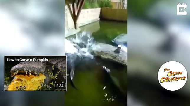 表演意外失手，美国男子掉进鳄鱼池（视频/组图） - 4