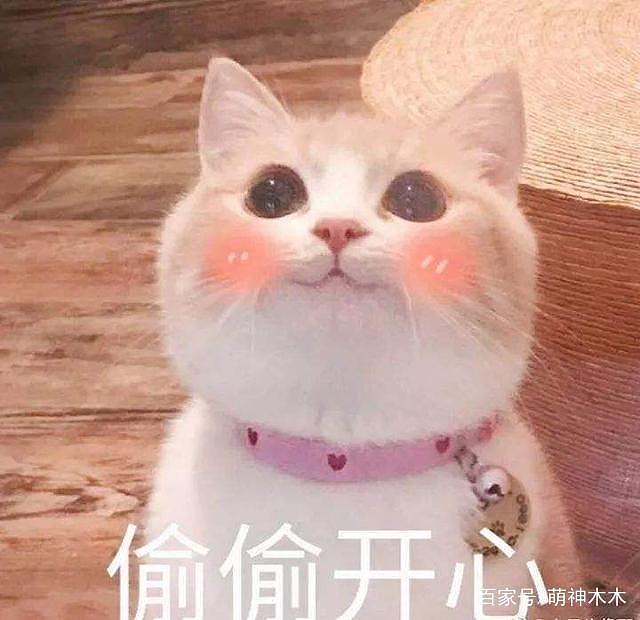 人不如宠物系列：井柏然的猪跟李冰冰上封面（组图） - 1