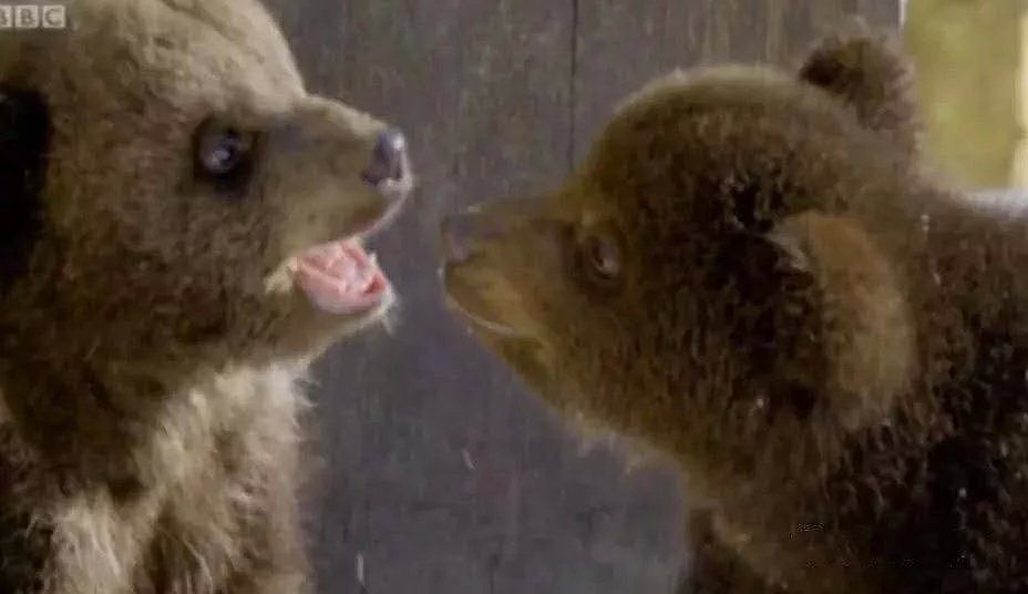 跨越种族的“父爱”！46岁的BBC摄影师，养6只熊宝宝，每天上演大型吸熊崽现场！ - 29
