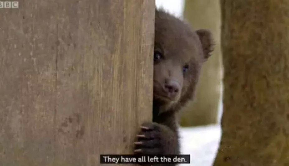 跨越种族的“父爱”！46岁的BBC摄影师，养6只熊宝宝，每天上演大型吸熊崽现场！ - 30