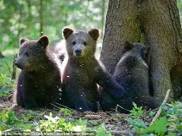 跨越种族的“父爱”！46岁的BBC摄影师，养6只熊宝宝，每天上演大型吸熊崽现场！ - 41