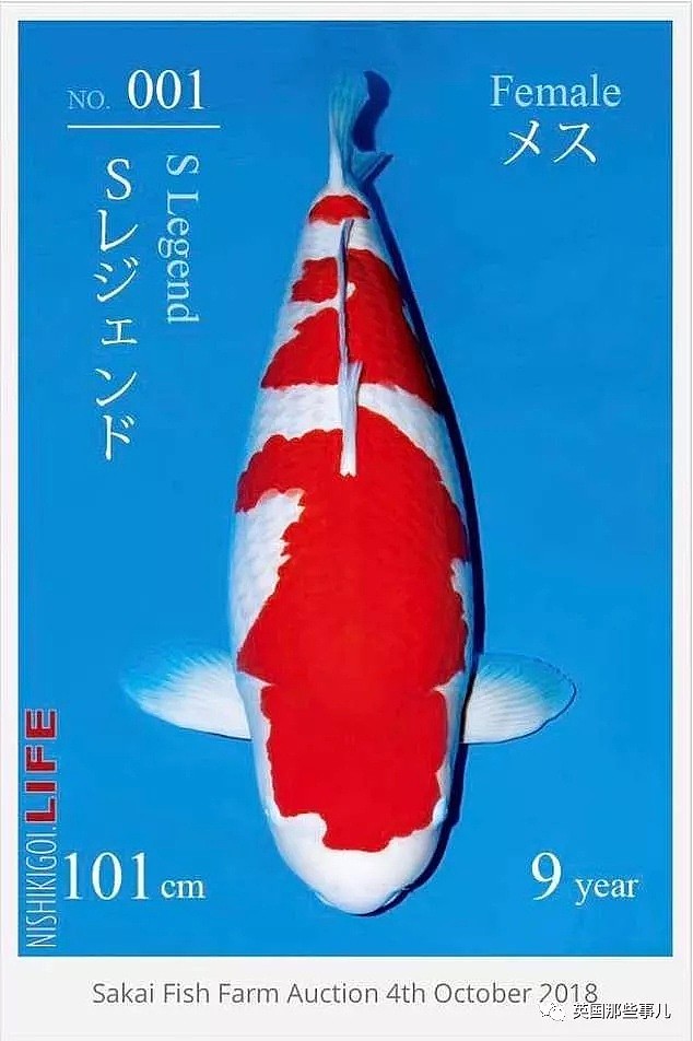 成天转发锦鲤？ 有钱人直接花2个多亿买了条真锦鲤！（组图） - 9
