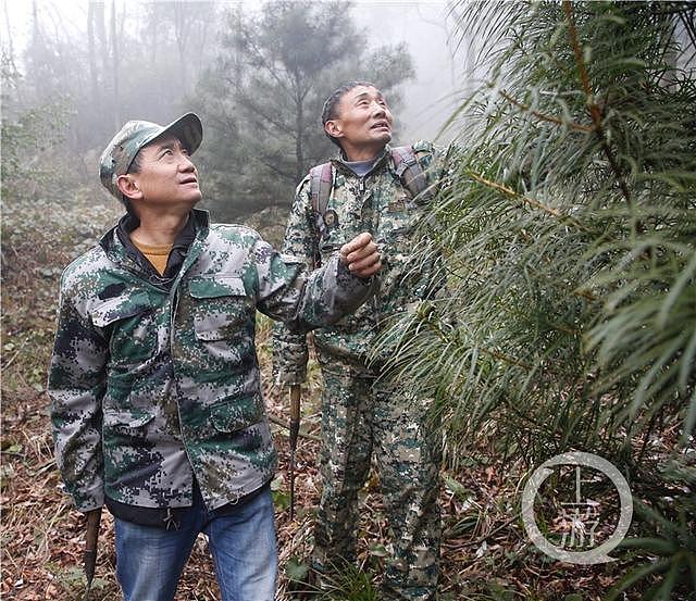 三兄弟接力守护“植物大熊猫”38年：一个月穿坏一双鞋、山林间与野猪打照面……