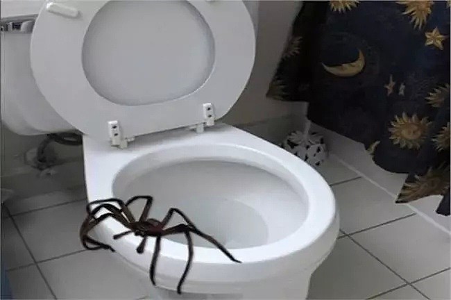 昨天澳洲一人家发现剧毒蜘蛛！维州已有310起蜘蛛报案！请小心！ - 3