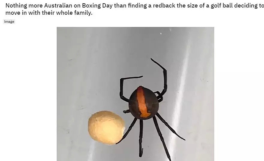 昨天澳洲一人家发现剧毒蜘蛛！维州已有310起蜘蛛报案！请小心！ - 5