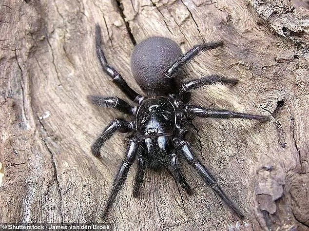 昨天澳洲一人家发现剧毒蜘蛛！维州已有310起蜘蛛报案！请小心！ - 8