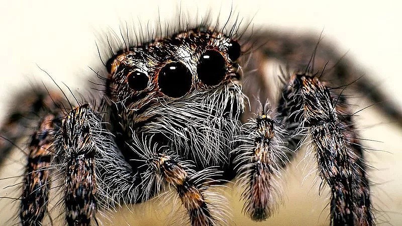 昨天澳洲一人家发现剧毒蜘蛛！维州已有310起蜘蛛报案！请小心！ - 12
