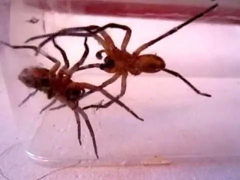 昨天澳洲一人家发现剧毒蜘蛛！维州已有310起蜘蛛报案！请小心！ - 13