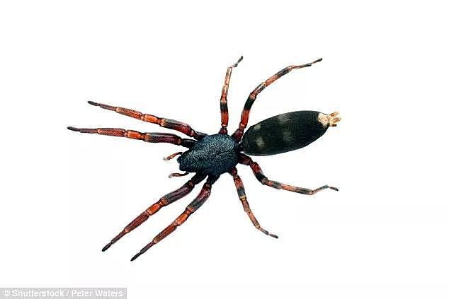 昨天澳洲一人家发现剧毒蜘蛛！维州已有310起蜘蛛报案！请小心！ - 17