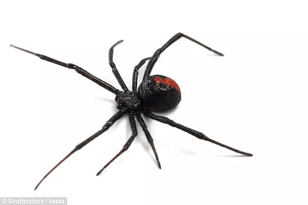 昨天澳洲一人家发现剧毒蜘蛛！维州已有310起蜘蛛报案！请小心！ - 19
