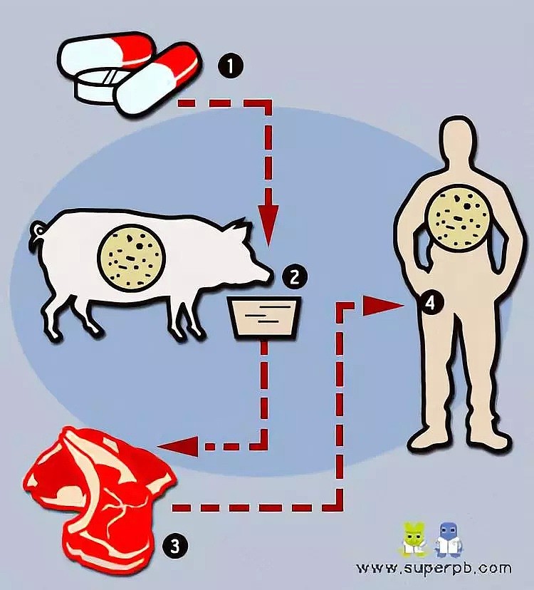 “抗生素肉”, 我们每天吃了多少? 猪肉抗生素含量居然是牛肉的5倍、鸡肉的2倍! - 34