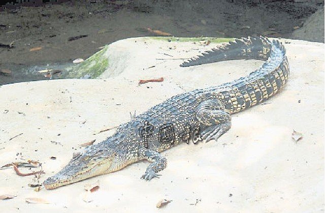 马来西亚女子在河边拉屎 被鳄鱼拖进河中咬死（图） - 1