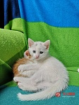 Ashfield 3个月新生小猫咪寻找爱心主人领养