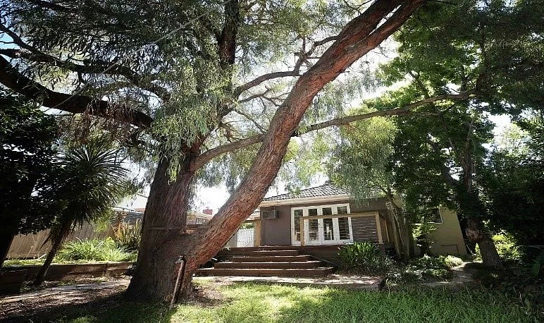 大树存安全隐患，墨尔本华人想砍被拒，最高可罚$2万！（组图） - 4